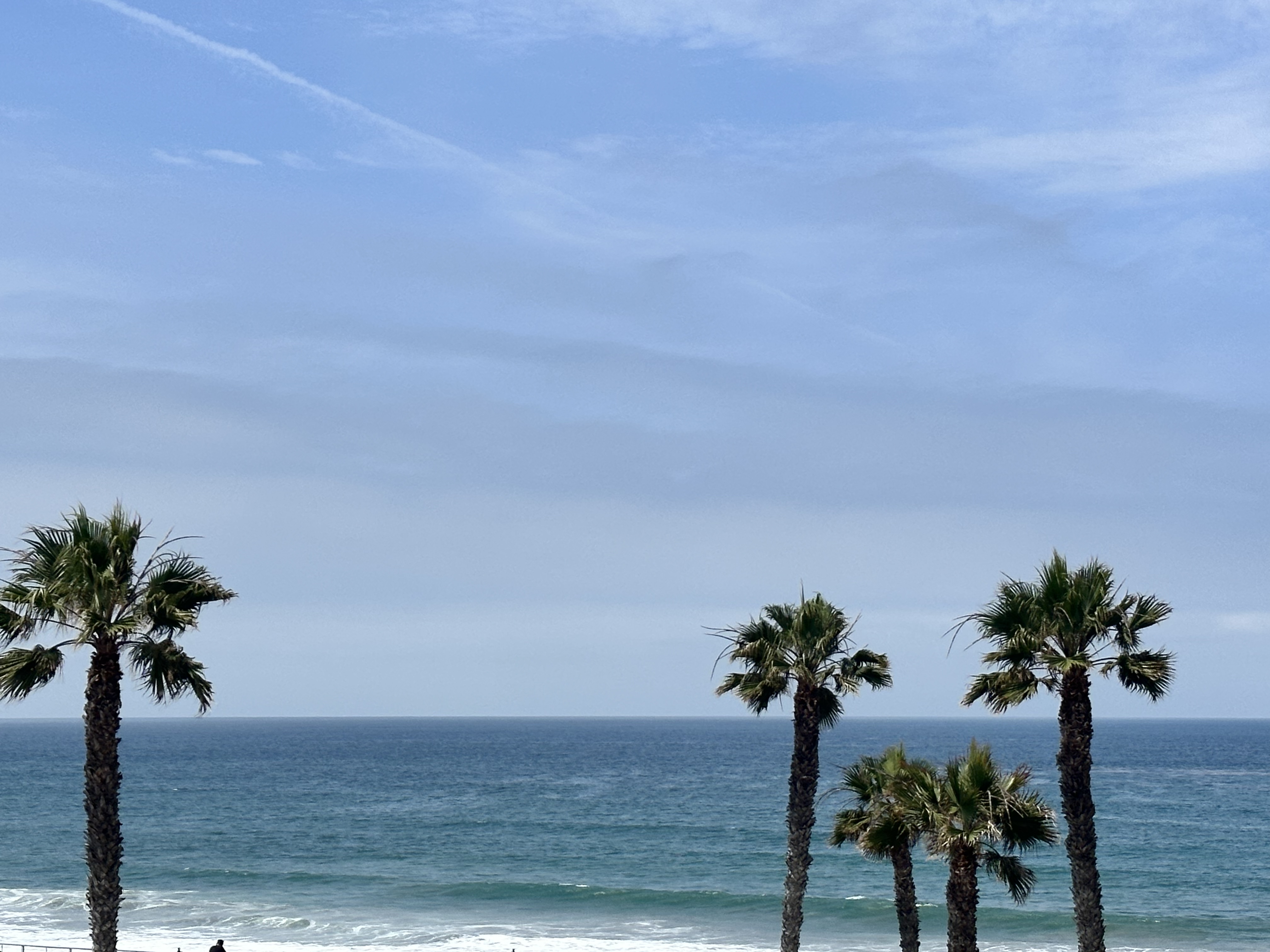 Ocean and palm trees